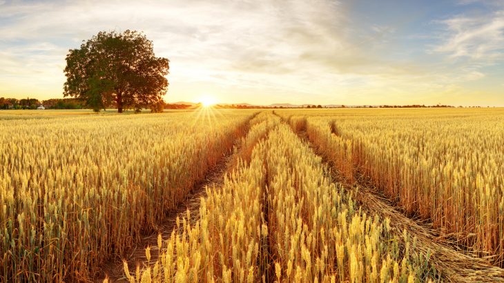 Yield Farming